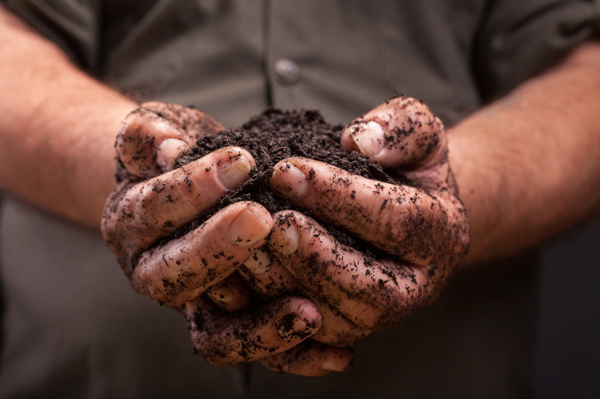 Nutrient-rich soil held in a producer's hands