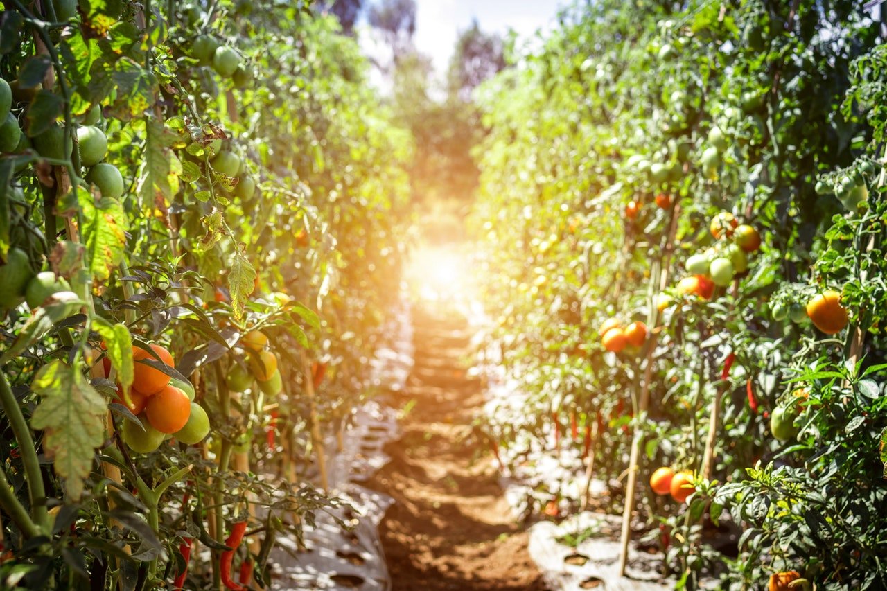 Orchard with oranges growing