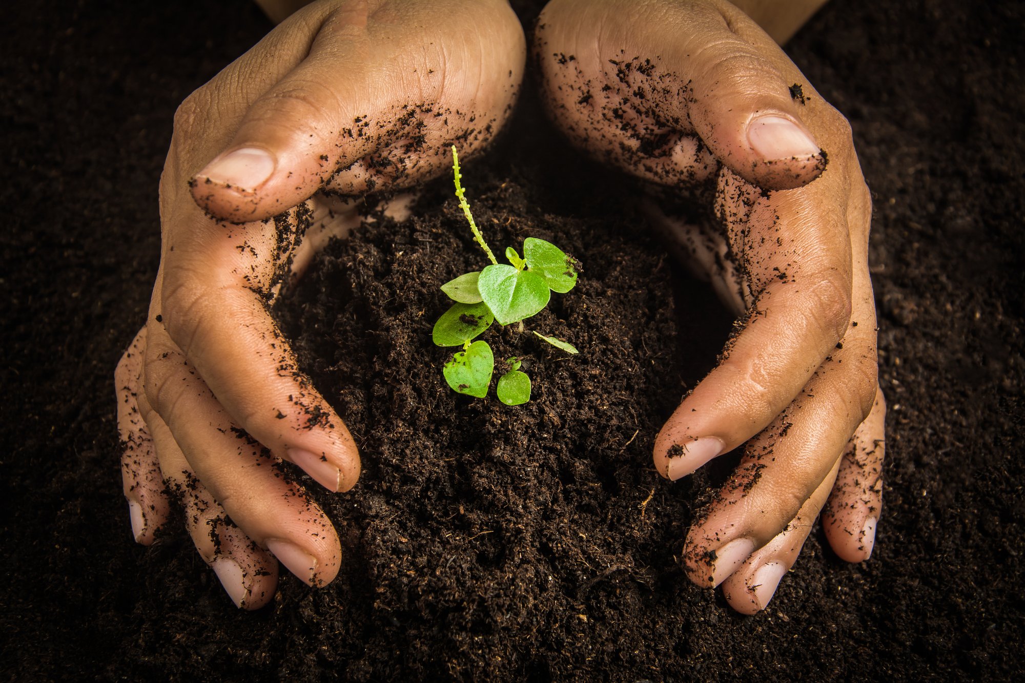 Woman's hands holding a pile of soil